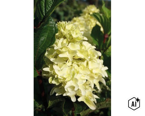 Syrenhortensia med krämfärgade blomklasar och gröna blad i trädgården (Image AI modified or generated)