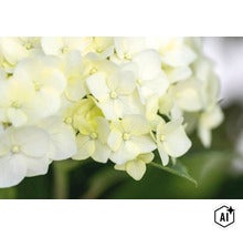 Närbild av en hortensiablomma med många små enskilda blommor i ljusa toner (Image AI modified or generated)