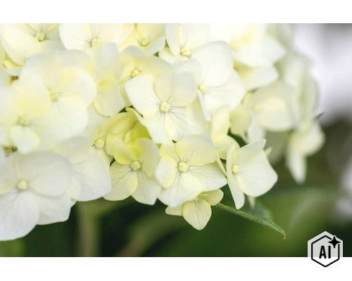 Närbild av en hortensiablomma med många små enskilda blommor i ljusa toner (Image AI modified or generated)