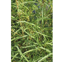 Närbild på de smala, tandade bladen hos Rhamnus frangula Asplenifolia brakved