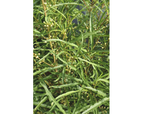 Närbild på de smala, tandade bladen hos Rhamnus frangula Asplenifolia brakved