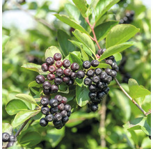 Klasar av mogna aroniabär på en buske med gröna blad i trädgården
