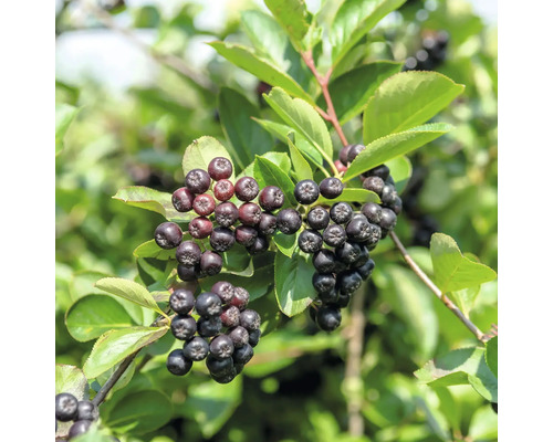 Klasar av mogna aroniabär på en buske med gröna blad i trädgården