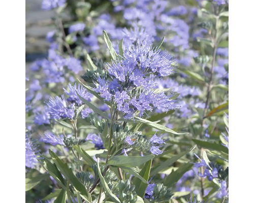 Närbild av en blommande skäggblomma med många små blå blomställningar i trädgården