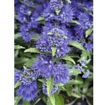 Närbild av en skäggbuske Caryopteris med täta lila blomställningar och gröna blad.