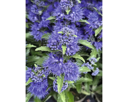 Närbild av en skäggbuske Caryopteris med täta lila blomställningar och gröna blad.