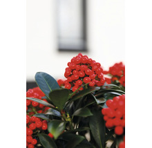 Skimmia japonica växt med flertal röda bär och glänsande blad