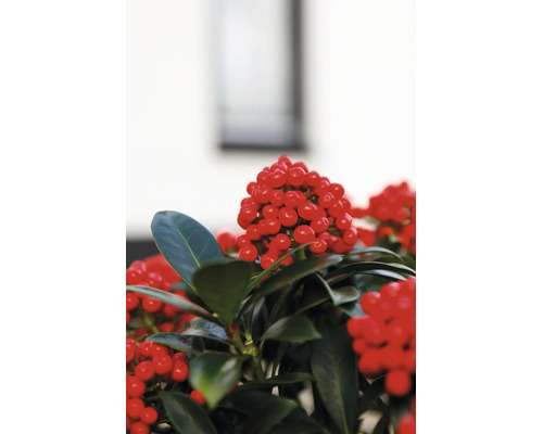 Skimmia japonica växt med flertal röda bär och glänsande blad