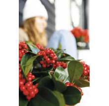 Vintergrön järnek Ilex med glänsande blad och röda bär som dekorativ krukväxt eller trädgårdsväxt