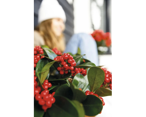 Vintergrön järnek Ilex med glänsande blad och röda bär som dekorativ krukväxt eller trädgårdsväxt