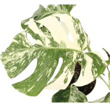 Monstera deliciosa Variegata med karakteristiska blad och variegation i en kruka