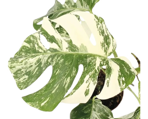 Monstera deliciosa Variegata med karakteristiska blad och variegation i en kruka