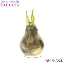 Vaxad Amaryllis blomsterlök med gröna skott på ett runt trådstativ No Water Flowers logotyp Waxz logotyp