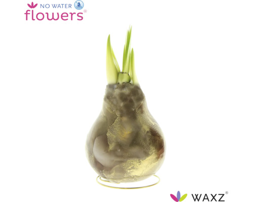 Vaxad Amaryllis blomsterlök med gröna skott på ett runt trådstativ No Water Flowers logotyp Waxz logotyp