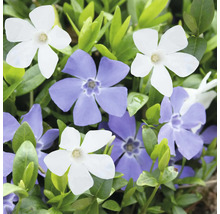 Blommande vintergröna med vita och lila blommor i tätt grönt bladverk