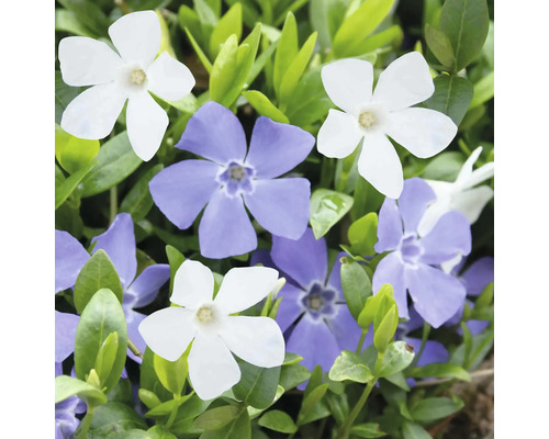 Blommande vintergröna med vita och lila blommor i tätt grönt bladverk