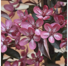 Närbild av de rosa blommorna från ett prydnadsäppelträd med mörka blad under våren.