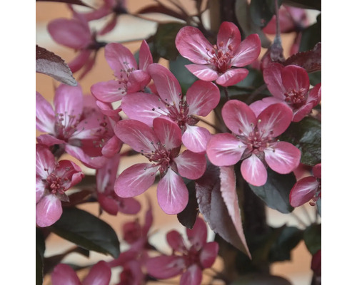Närbild av de rosa blommorna från ett prydnadsäppelträd med mörka blad under våren.