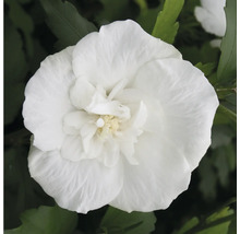 Närbild på en fylld hibiskusblomma i trädgården.