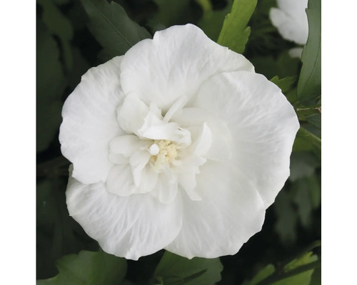 Närbild på en fylld hibiskusblomma i trädgården.