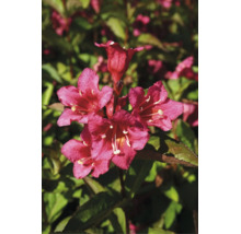 Närbild av en blommande weigela med ljusa blommor i en trädgård.