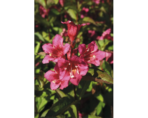 Närbild av en blommande weigela med ljusa blommor i en trädgård.