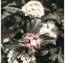 Blommande smällspirea med mörka blad och små vita blomklasar.