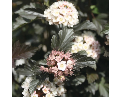 Blommande smällspirea med mörka blad och små vita blomklasar.