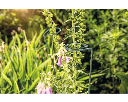Växtstöd i trädgården med blommande växter