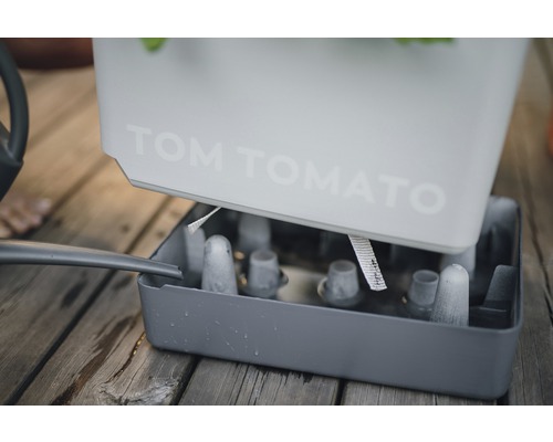 Tomatodlingsset med bevattningssystem på trägolv