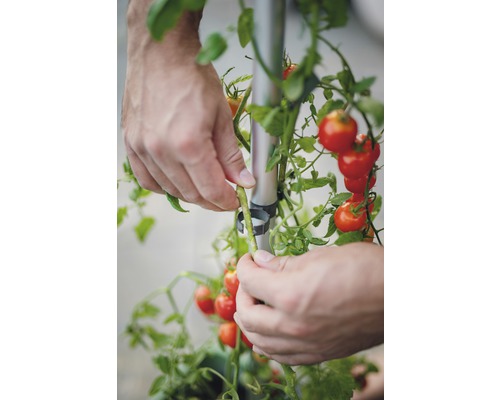 Person som fäster tomatplanta på växtstöd.