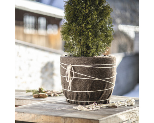 Bilden visar en cypress i kruka med filtfodral och snöre på ett bord.
