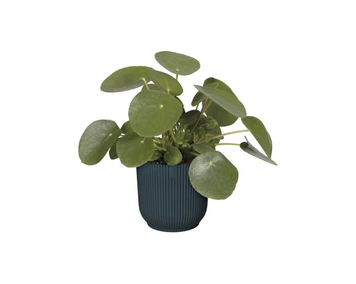 Pilea krukväxt i kruka
