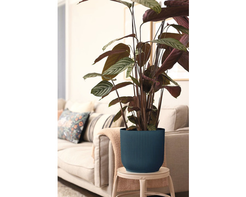 Calathea-växt i räfflad kruka på en pall framför en soffa.