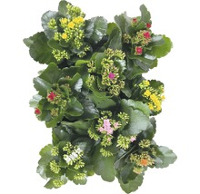 Kalanchoe växt med mångfärgade blommor