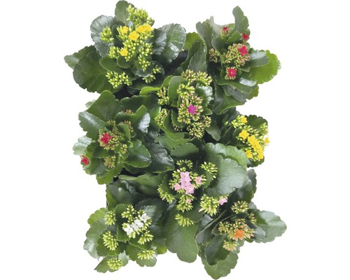 Kalanchoe växt med mångfärgade blommor