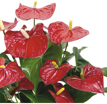 Rosenkalla FLORASELF Anthurium andreanum 55-60cm Ø17cm röd-thumb-1