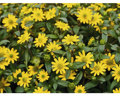 Mattmargeriter med gula blommor och gröna blad.