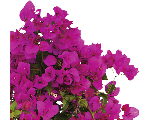 Närbild av en Bougainvillea-växt med blommor