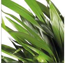 Guldpalm FLORASELF Dypsis 20-30cm Ø7cm