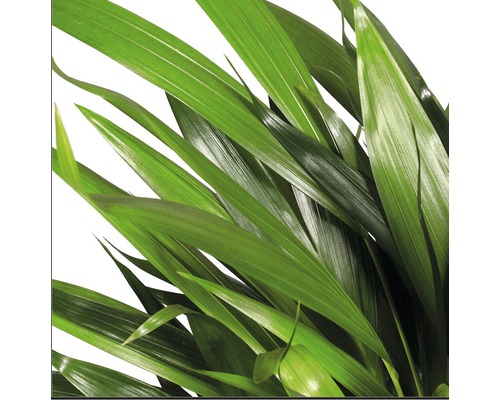 Närbild av krukväxt med gröna blad