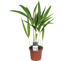 Guldpalm FLORASELF Dypsis 20-30cm Ø7cm