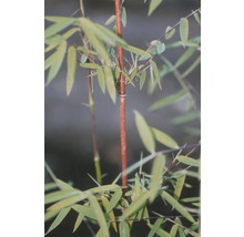 Bambu växt med blad