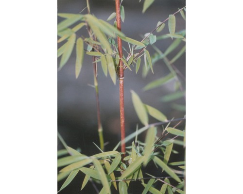 Bambu växt med blad