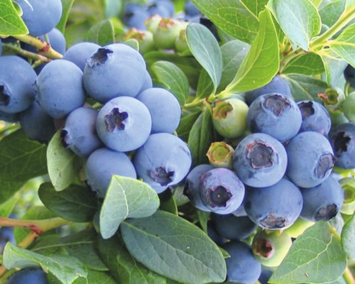 Närbild av blåbär på en buske