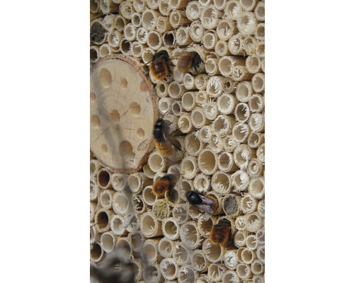 Insekthotell med vilda bin framför rör