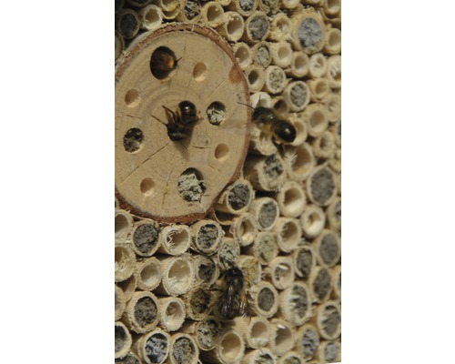 Insekthotell med vilda bin