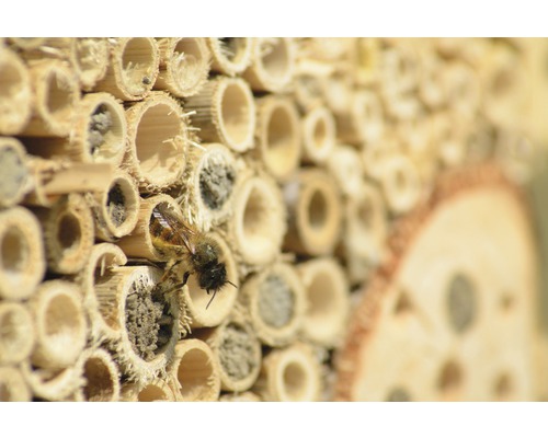 Insekthotell med ett vildbi