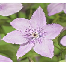 Närbild av en ljuslila klematisblomma