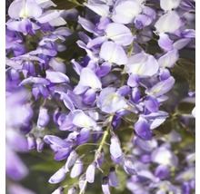 Blomställningar av blåregn i detalj